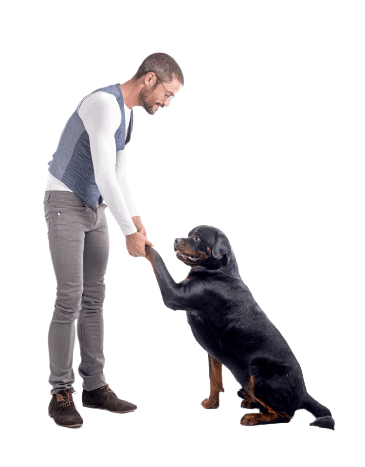 Man training a dog